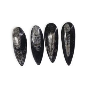 Orthoceras (Kuber Stone)