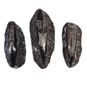 Orthoceras (Kuber Stone) Flat