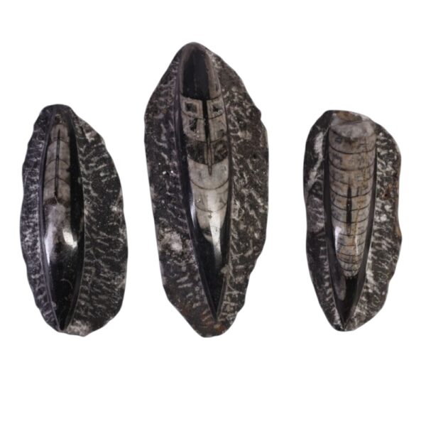 Orthoceras (Kuber Stone) Flat